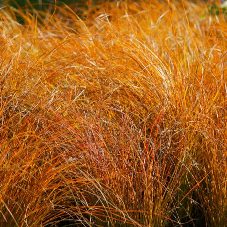 Carex Testacea Prairie Fire - Laîche orange - Volume 2L / 20-30cm