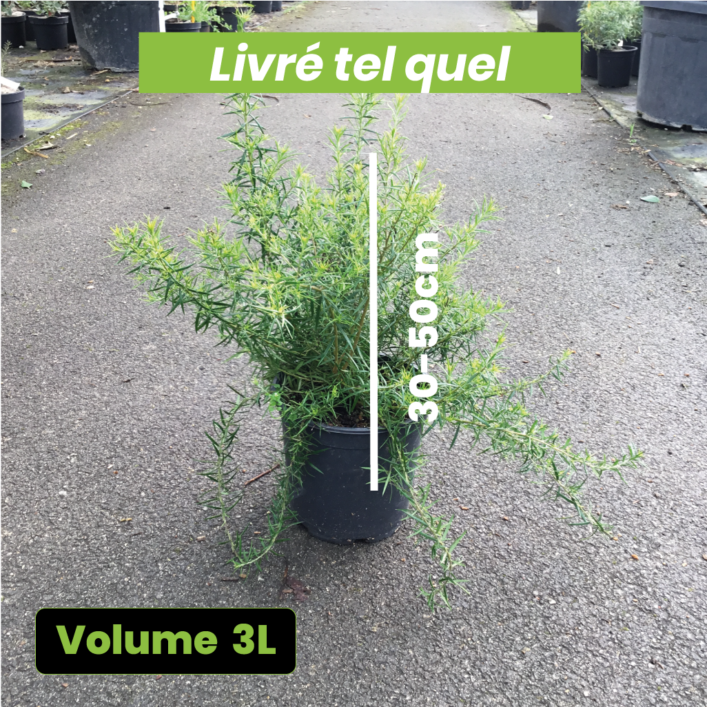 Grevillea x Canberra Gem - Volume 3L / 30-50cm