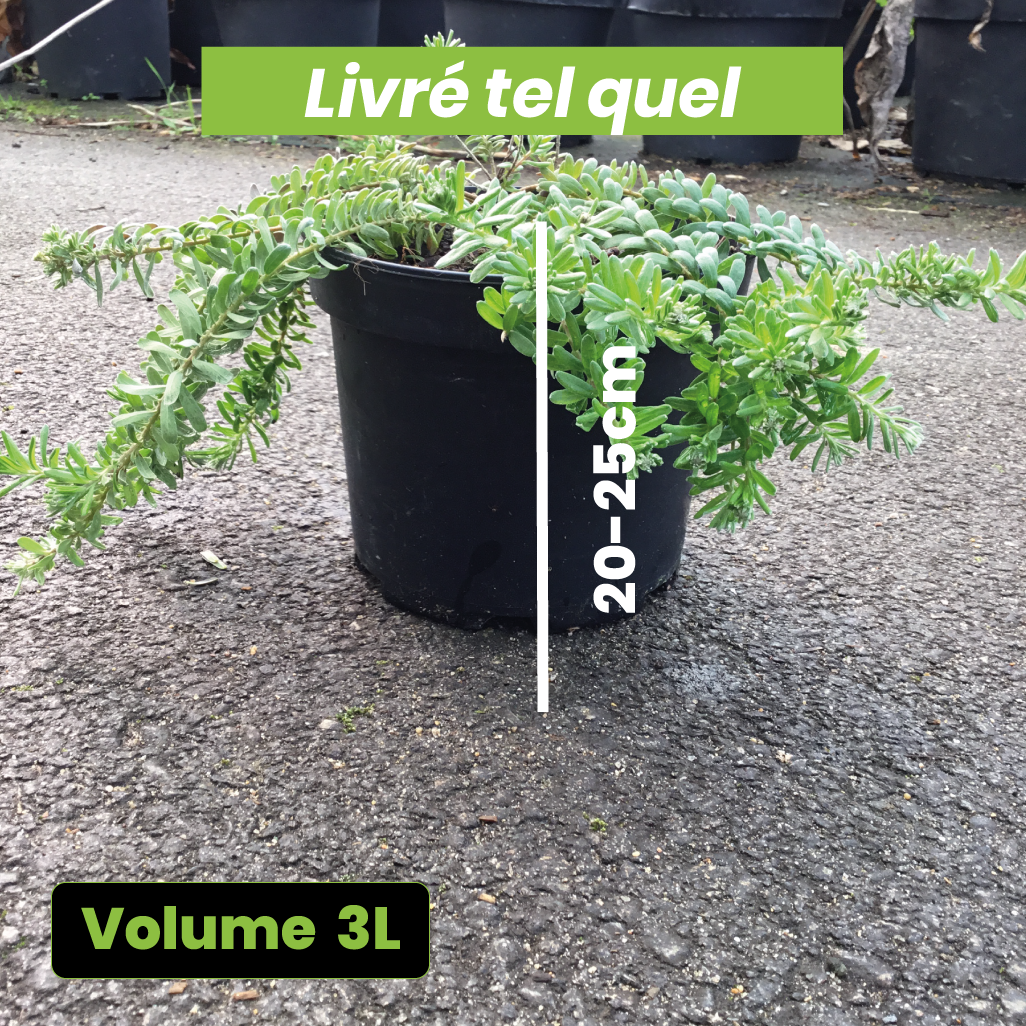 Grevillea x Mount Tamboritha - Volume 3L / 20-25cm