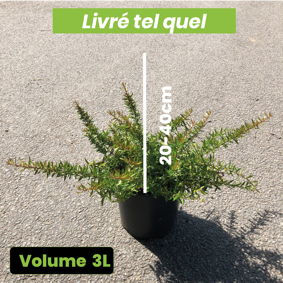 Grevillea Juniperina New Blood - Volume 3L / 20-40cm