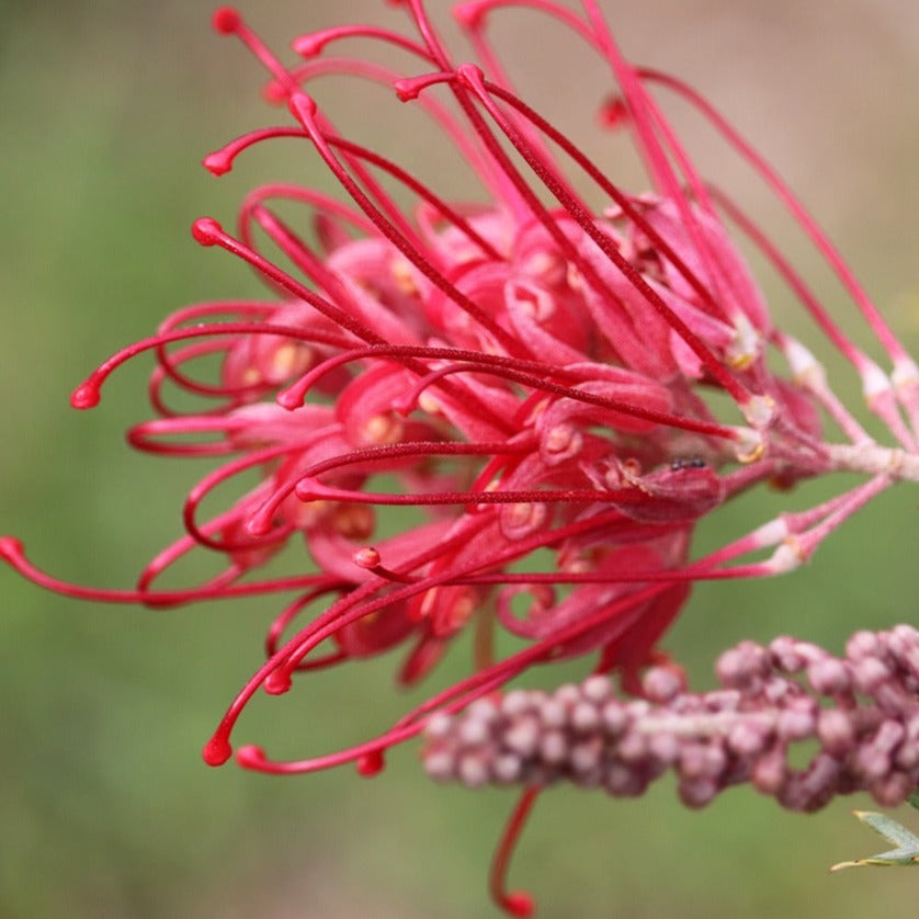 Grevillea Juniperina New Blood - Volume 3L / 20-40cm
