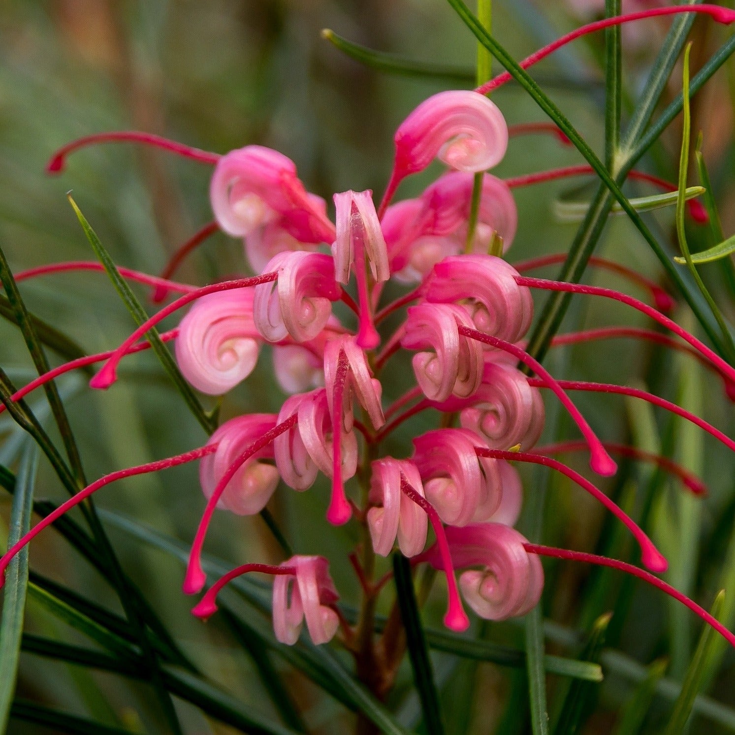 Grevillea x Canberra Gem - Volume 3L / 30-50cm