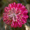 Grevillea x Juniperina - Volume 3L / 30-50cm