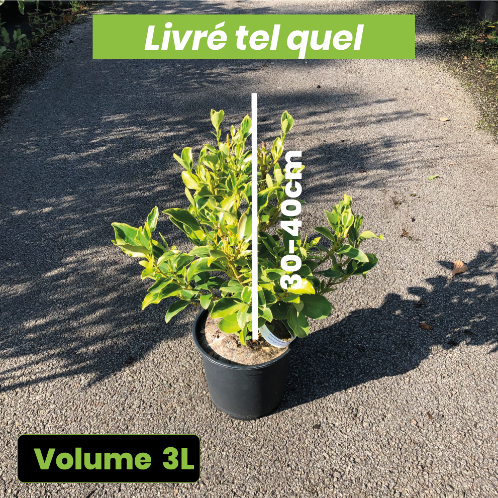Griselinia Littoralis Variegata - Griseline de bord de mer - Volume 3L / 30-40cm