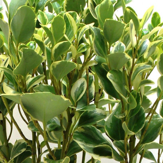 Griselinia Littoralis Variegata - Griseline de bord de mer - Volume 3L / 30-40cm