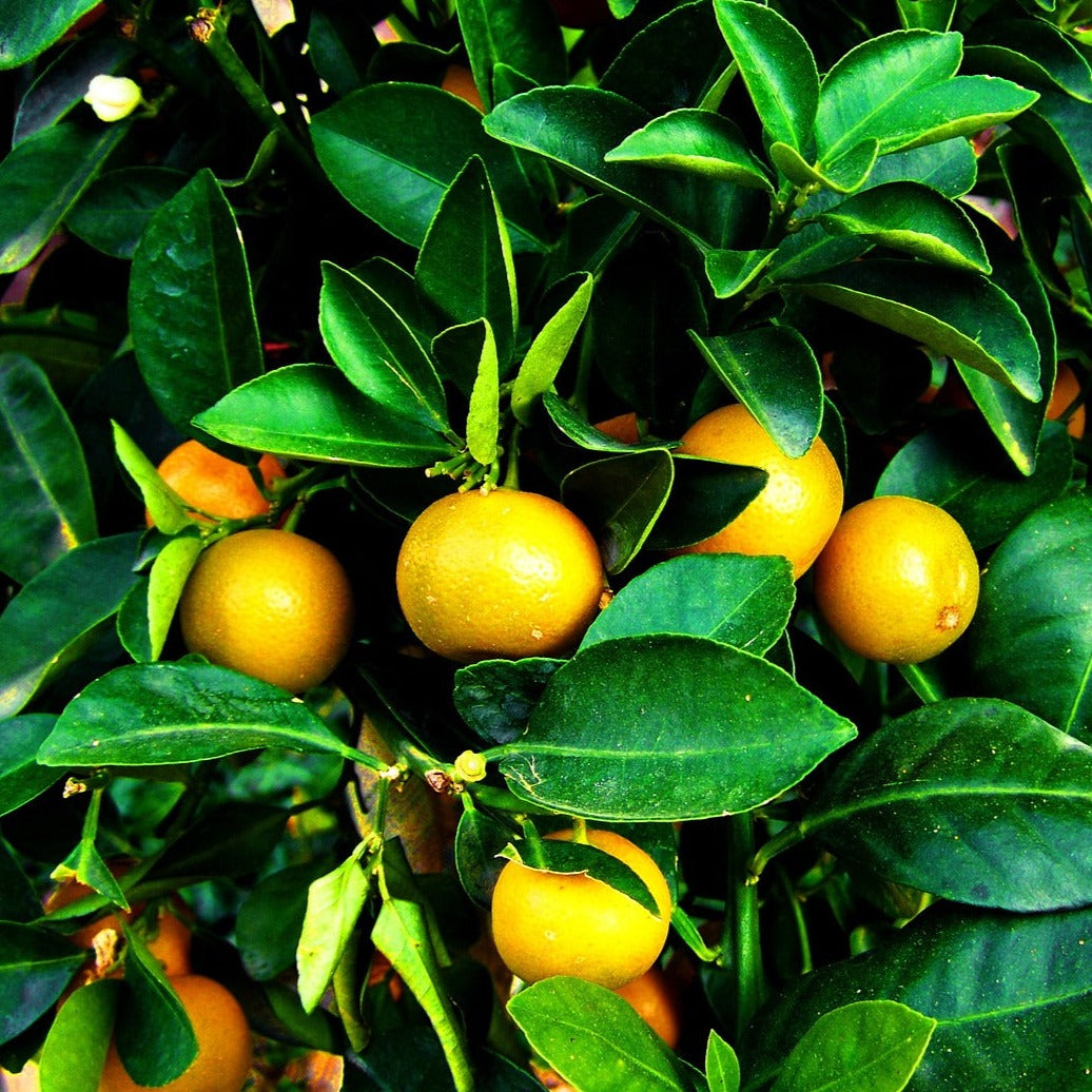 Citrus Myrtifolia - Mandarinier Chinois - Volume 5L / 30-40cm