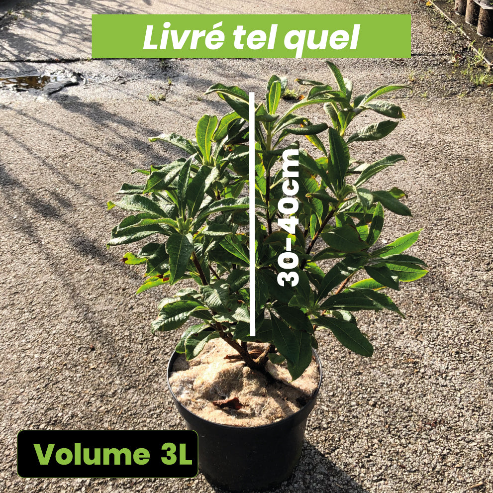 Azalea mollis 'Glowing Embers' - Volume 3L / 30-40cm