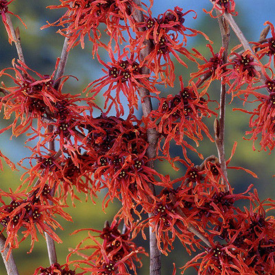 Hamamelis x Intermedia Diane - Noisetier de Sorcière - Volume 4L / 40-50cm