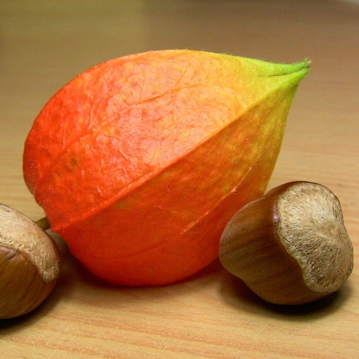 Physalis Peruviana Goldvital - Coqueret du Pérou - Volume 4L / 20-40cm