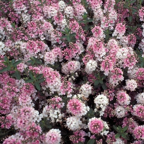 Hebe Nicola's Blush - Volume 3L / 30-40cm