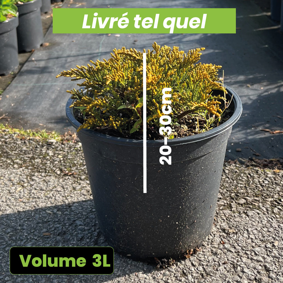 Hebe Ochracea James Stirling - Volume 3L / 20-30cm