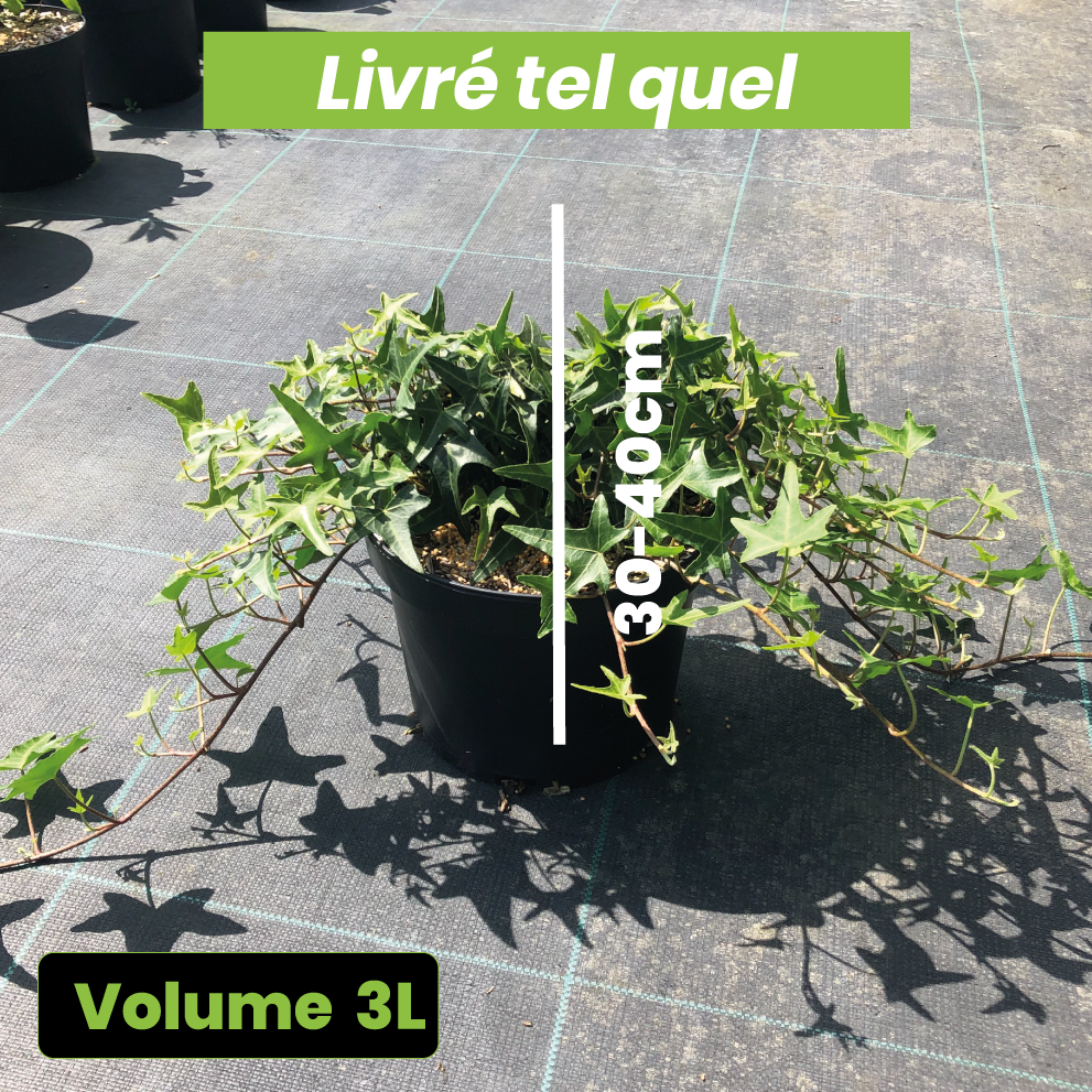 Hedera Helix Sagittifolia - Lierre d'ornement - Volume 3L / 30-40cm