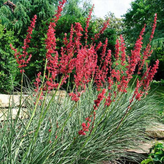 Hesperaloe Parviflora - Yucca Rouge - Volume 4L / 30-40cm