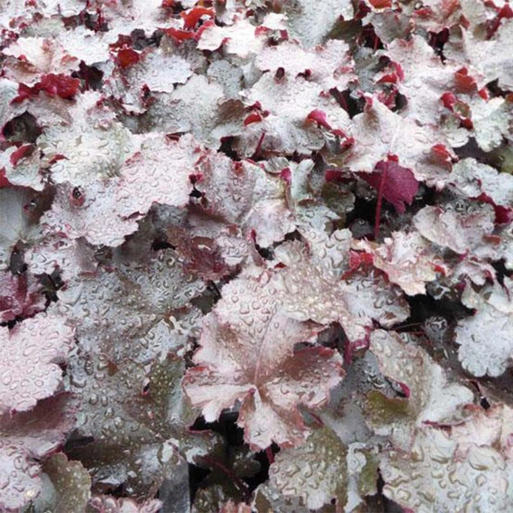 Heuchera Black Beauty - Heuchère - Volume 3L / 15-20cm