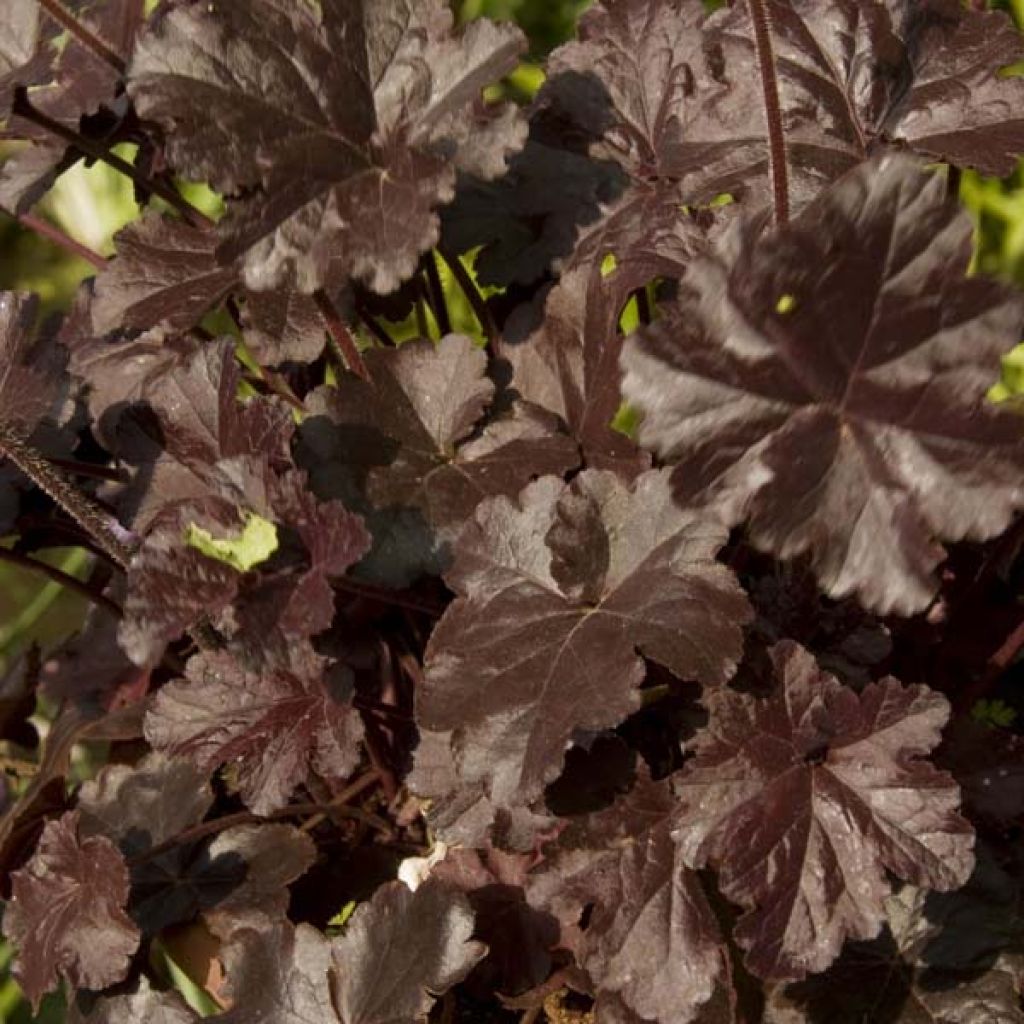 Heuchera Obsidian - Volume 3L / 15-20cm