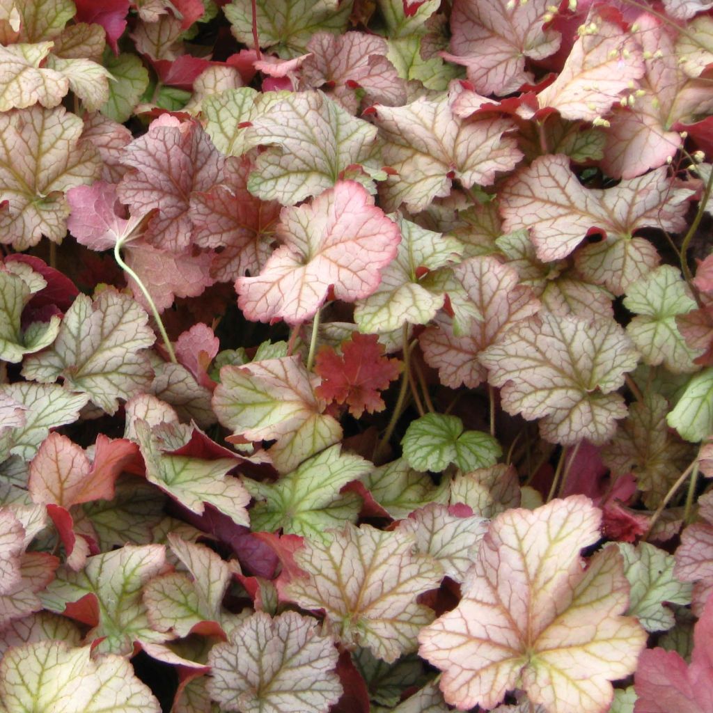 Heuchera Pinot Gris - Volume 3L / 15-20cm
