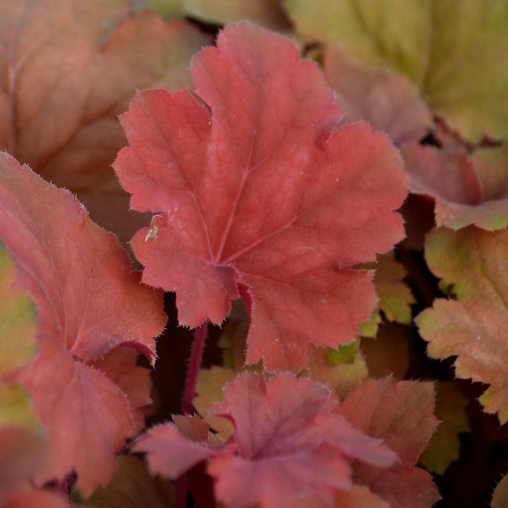 Heuchera Cherry Cola - Volume 3L / 15-20cm