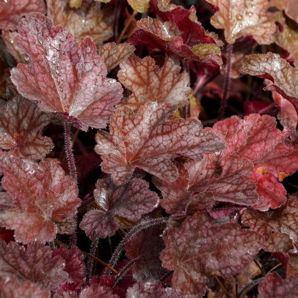 Heuchera Peach Flambée - Volume 3L / 15-20cm