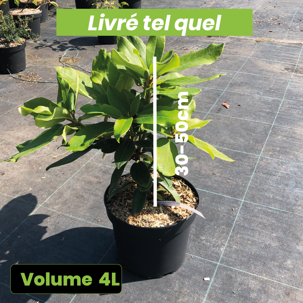 Rhododendron 'Markeeta's Prize' - Volume 4L / 30-50cm