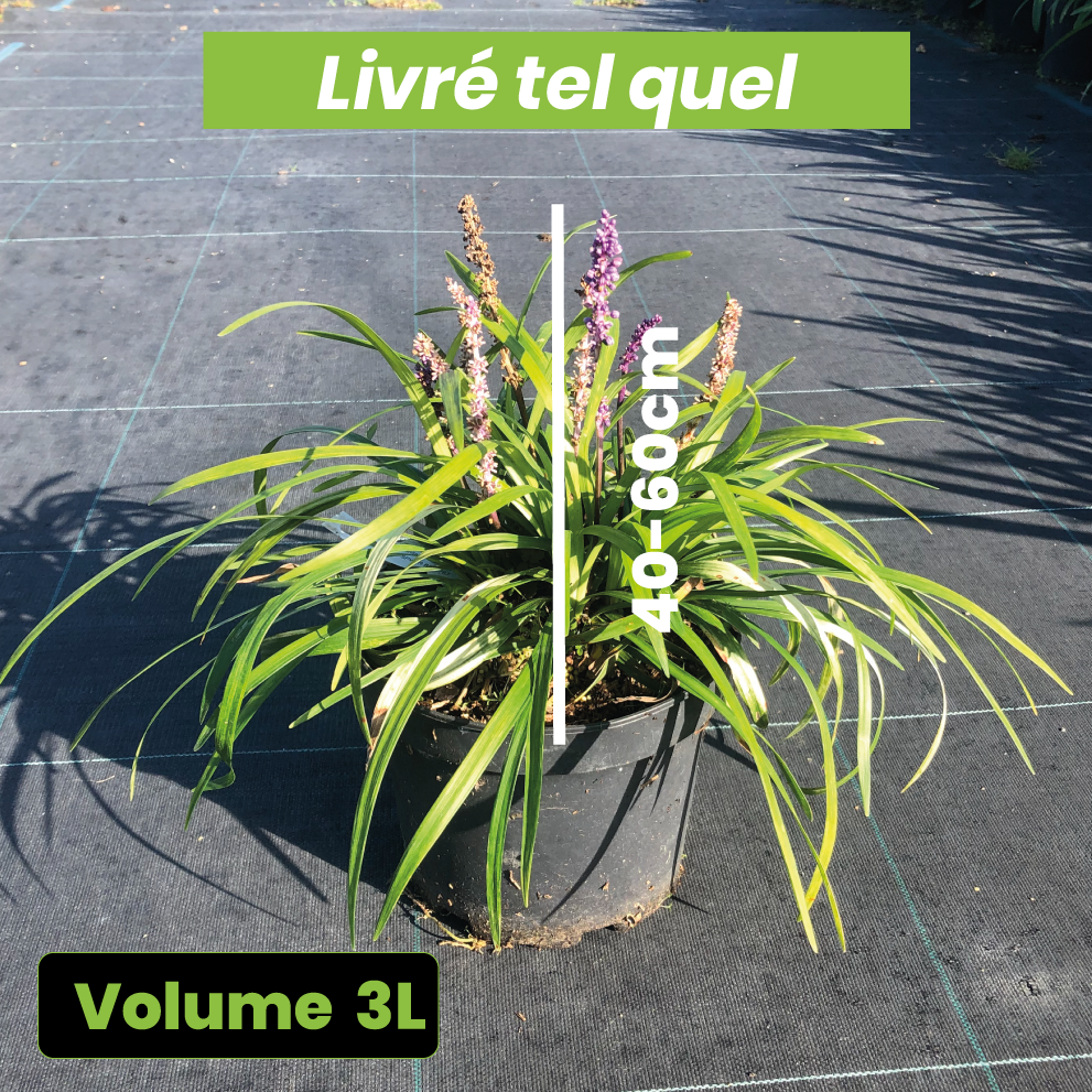 Liriope muscari Royal Purple - Volume 3L / 20-30cm