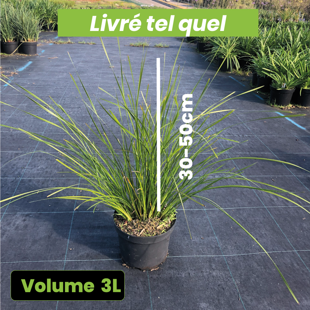 Lomandra Longifolia 'Tanika' - Volume 3L / 30-50cm