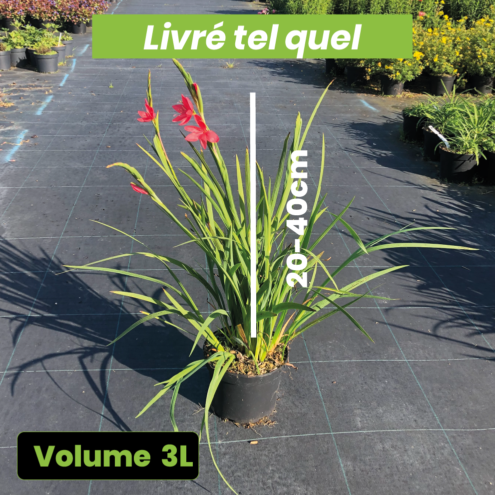 Schizostylis coccinea Rubra - Volume 3L / 20-40cm