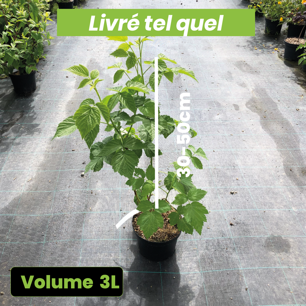Rubus Idaeus Valentina - Volume 3L / 30-50cm