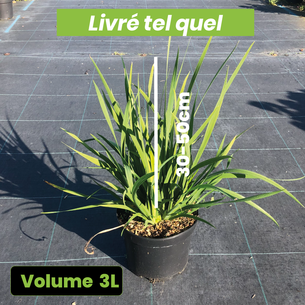 Libertia grandiflora - Iris de Nouvelle-Zélande grandiflora - Volume 3L / 30-50cm
