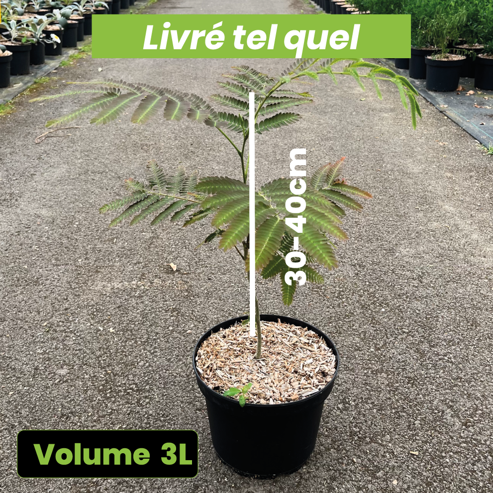 Albizia Julibrissin Rouge de Tuillière - Arbre à Soie - Volume 3L / 30-40cm