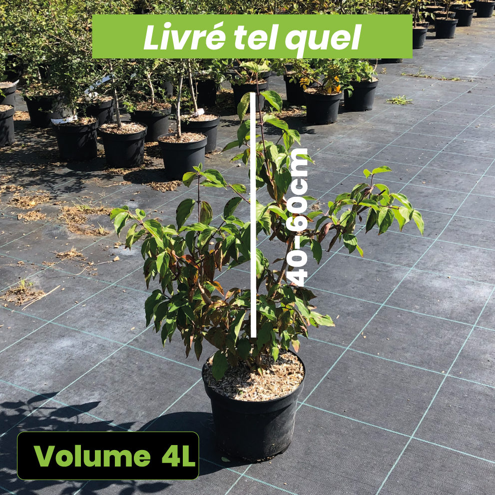 Cornus Mas - Cornouiller mâle - Volume 4L / 40-60cm