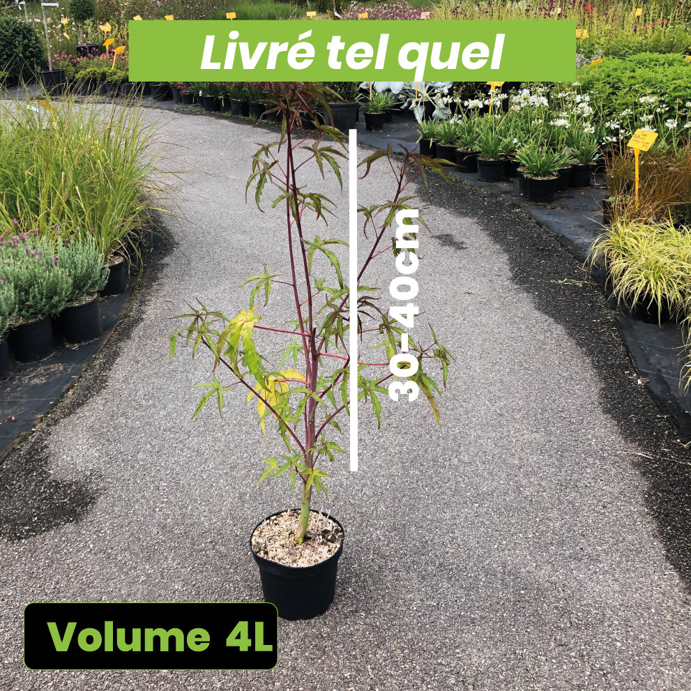 Hibiscus Coccineus - Étoile du Texas - Volume 4L / 30-40cm