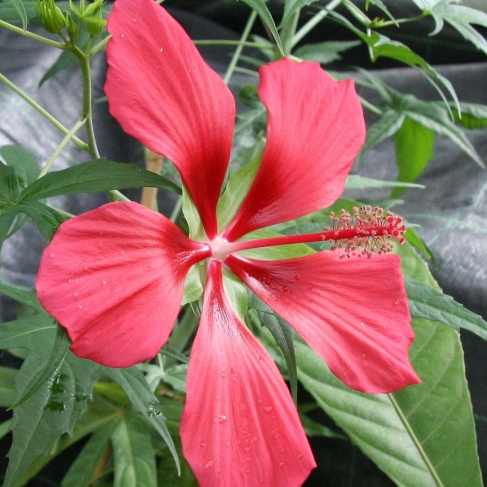 Hibiscus Coccineus - Étoile du Texas - Volume 4L / 30-40cm