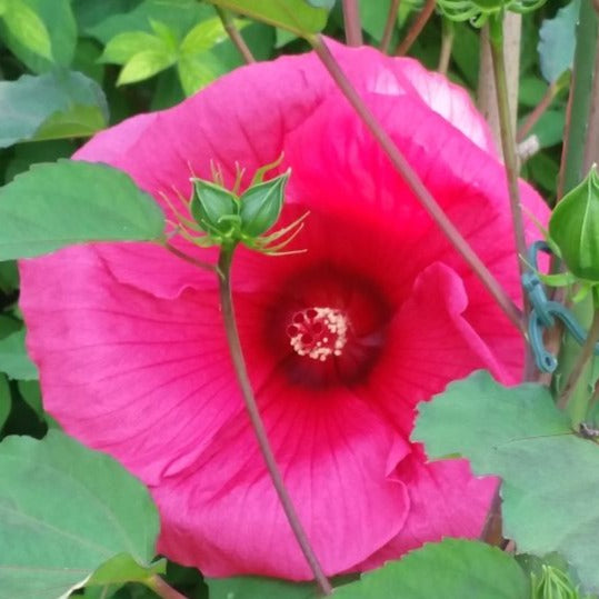 Hibiscus Moscheutos Planet Griotte - Hibiscus des Marais - Volume 4L / 30-40cm