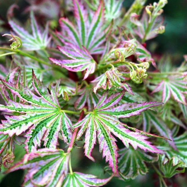 Acer Palmatum 'Higasa Yama' - Erable du Japon - Volume 3L / 30-50cm