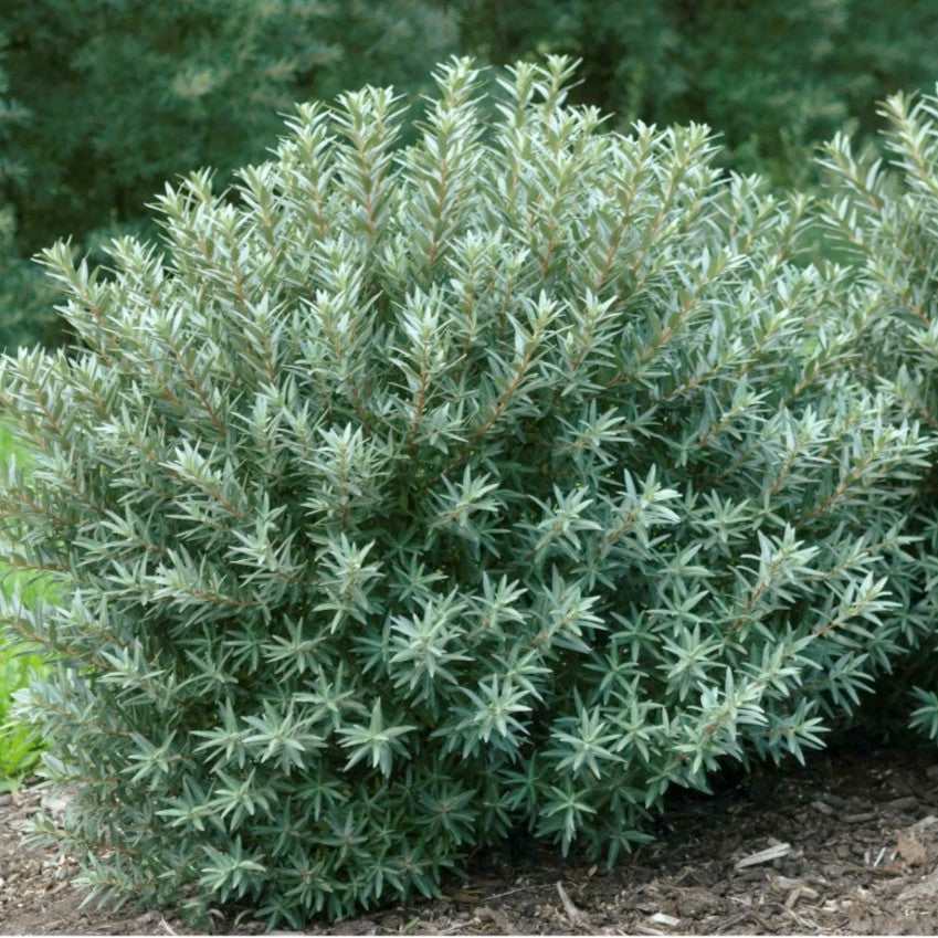 Hippophae Rhamnoides 'Hikul' - Argousier 'Hikul' - Volume 3L / 20-30cm