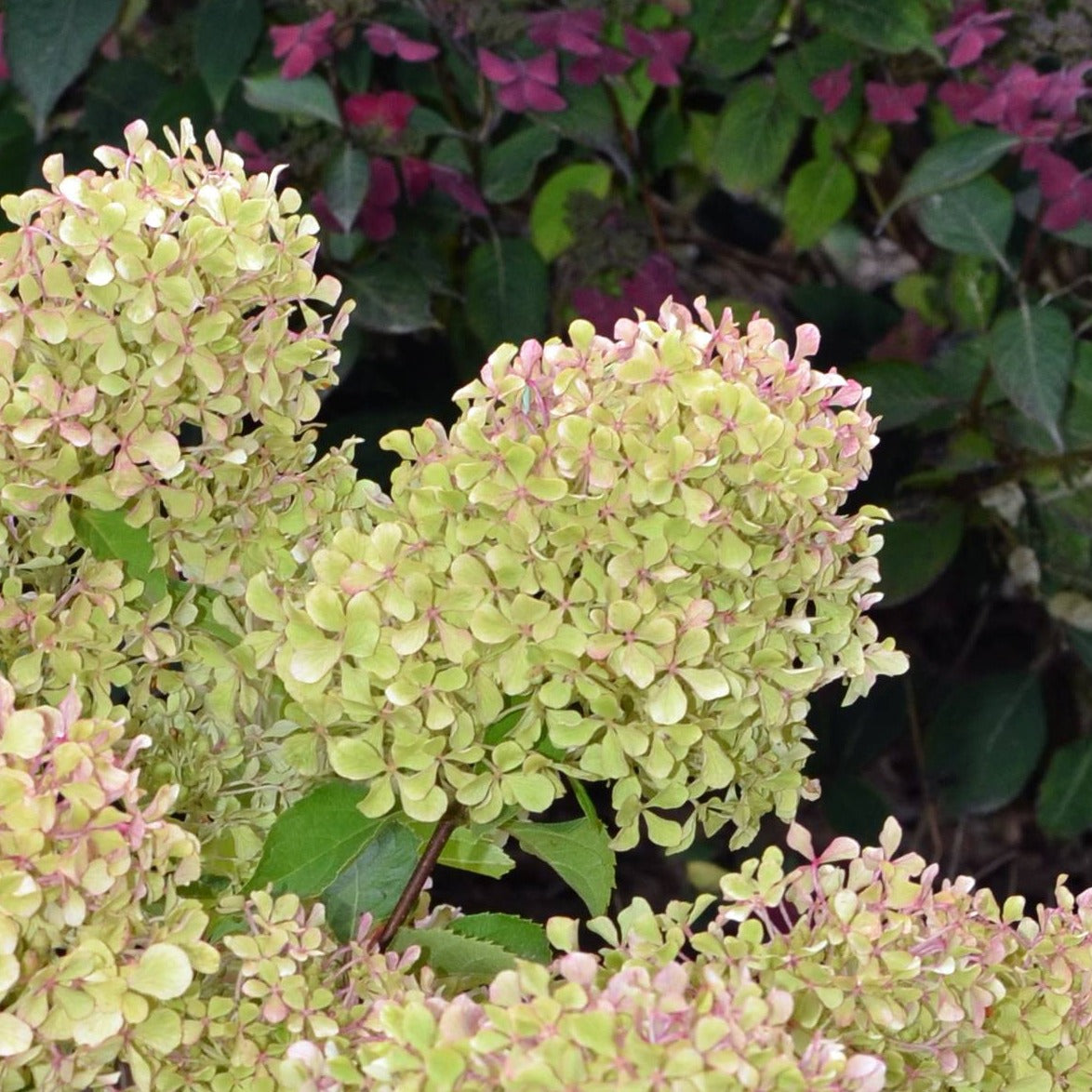 Hydrangea paniculata Romantic Ace