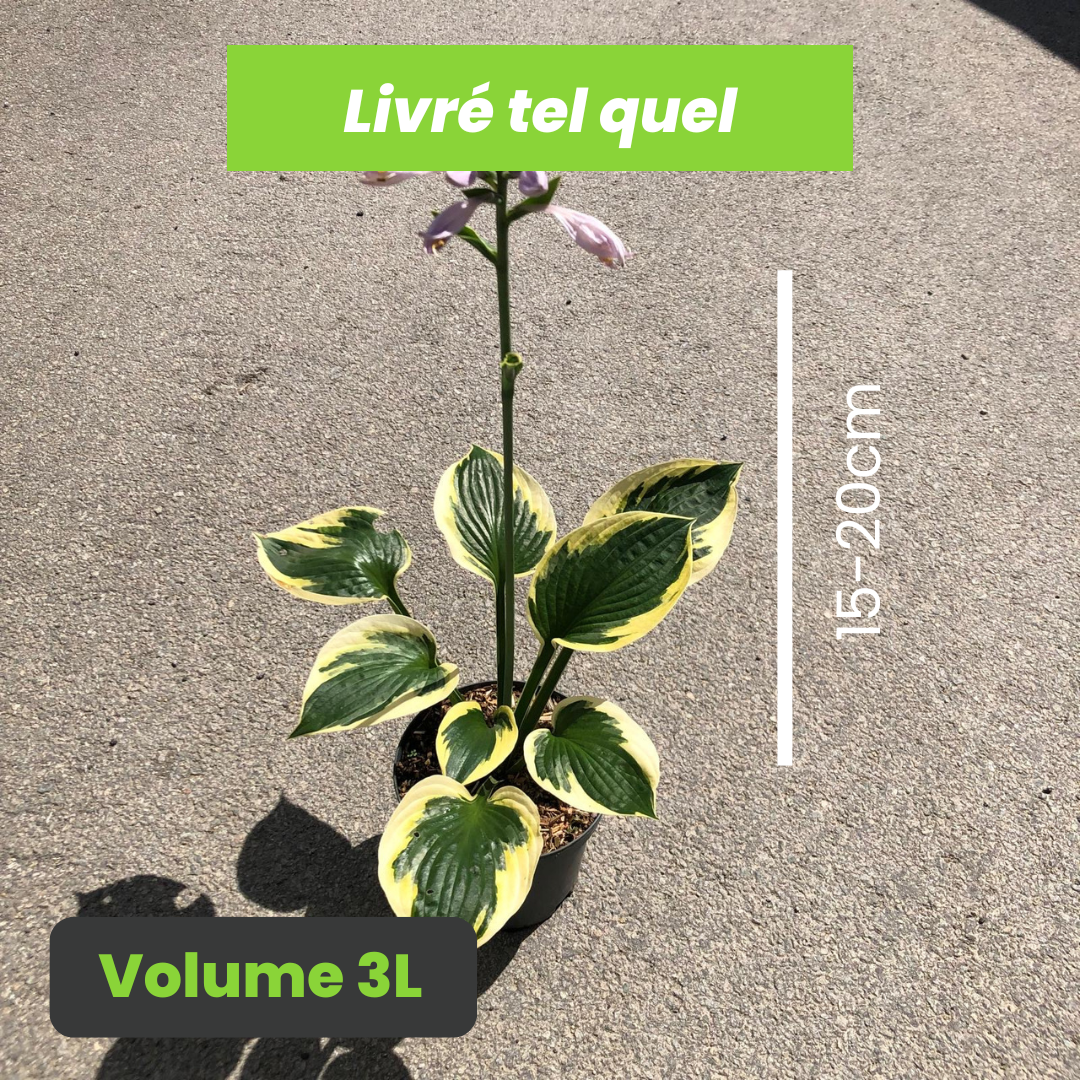 Hosta Twilight - Funkia Twilight - Volume 3L / 15-20cm