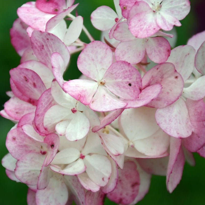 Hydrangea paniculata 'Ruby Angels Blush' - Volume 3L / 40-60cm