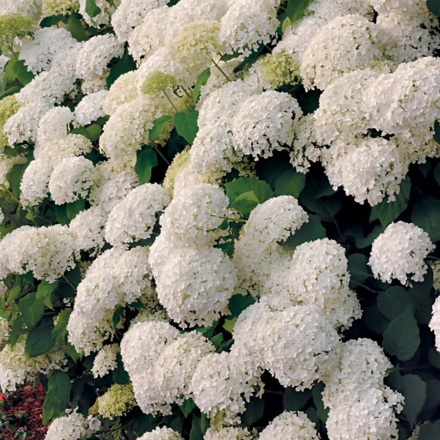 Hydrangea Arborescens 'Annabelle' - Hortensia - Volume 4L / 30-50cm