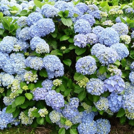 Hydrangea Macrophylla 'Europa' - Hortensia - Volume 3L / 20-30cm