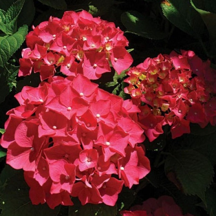 Hydrangea Macrophylla Red Baron - Volume 3L / 30-40cm