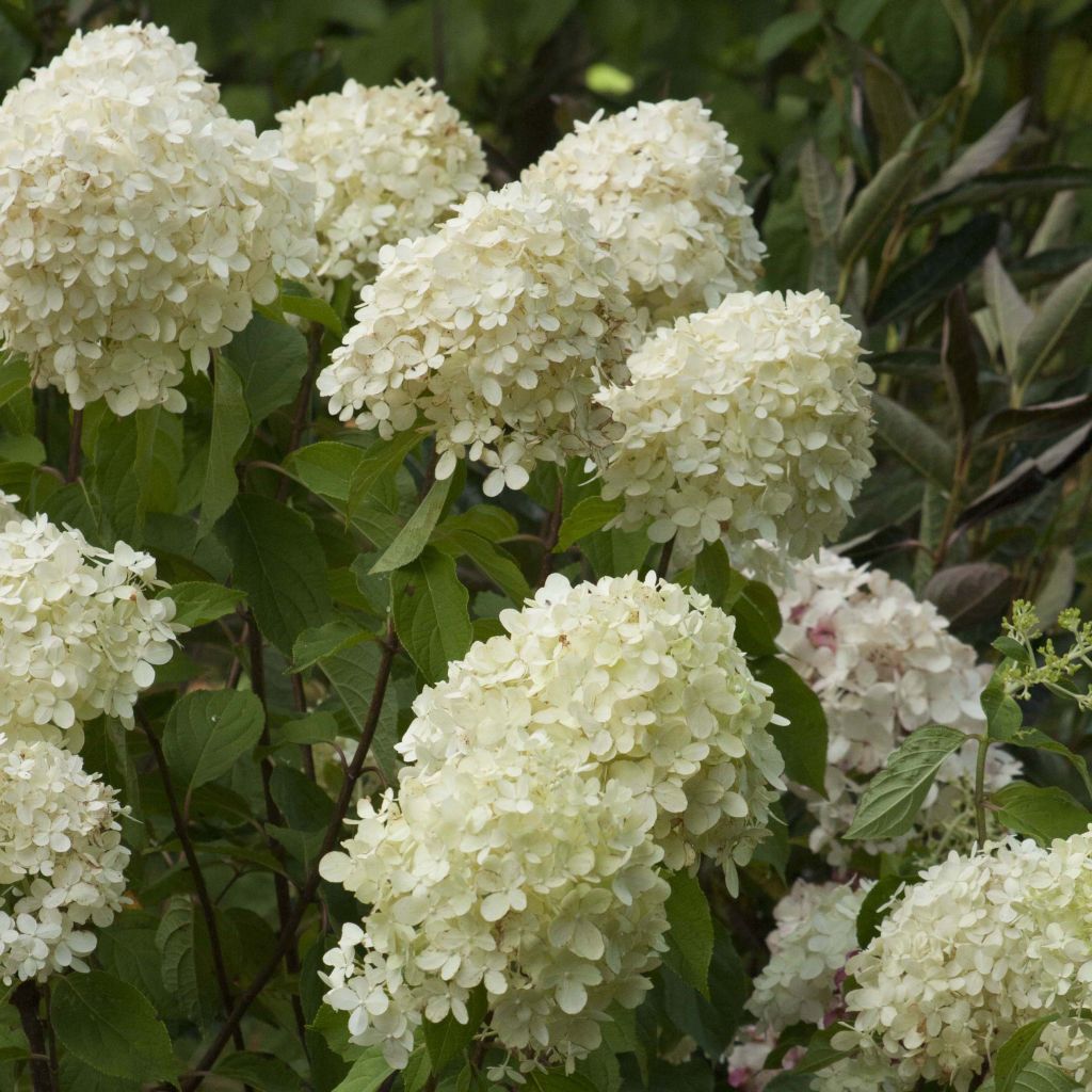 Hydrangea Paniculata Limelight - Volume 4L / 40-60cm