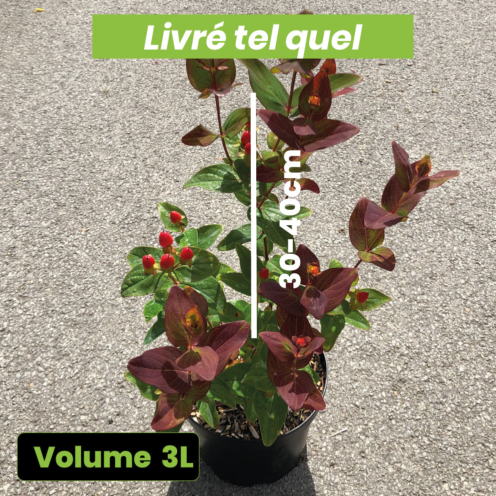 Hypericum Magical Red Flame