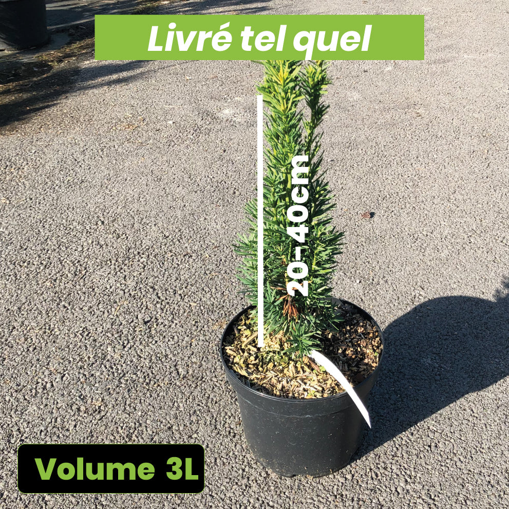 Taxus Baccata Fastigiata Robusta - If Commun Fastigié - Volume 3L / 20-40cm
