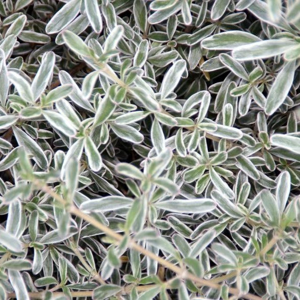 Coprosma Kirkii Variegata - Volume 3L / 30-40cm