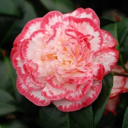 Camellia Japonica Margaret Davis - Camélia du Japon Margaret Davis - Volume 3L / 20-40cm