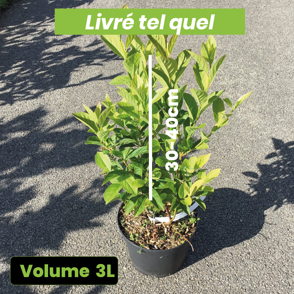 Itea Virginica Love Child - Itéa de Virginie - Volume 3L / 30-40cm