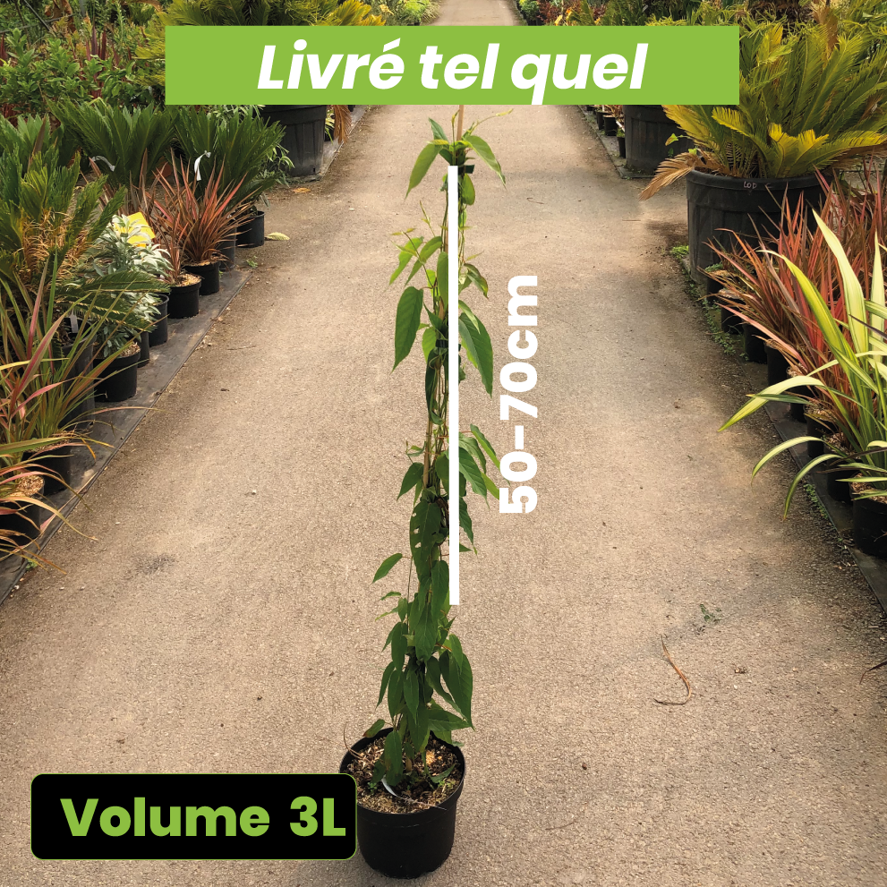 Mandevilla Laxa - Jasmin du Chili - Volume 3L / 50-70cm