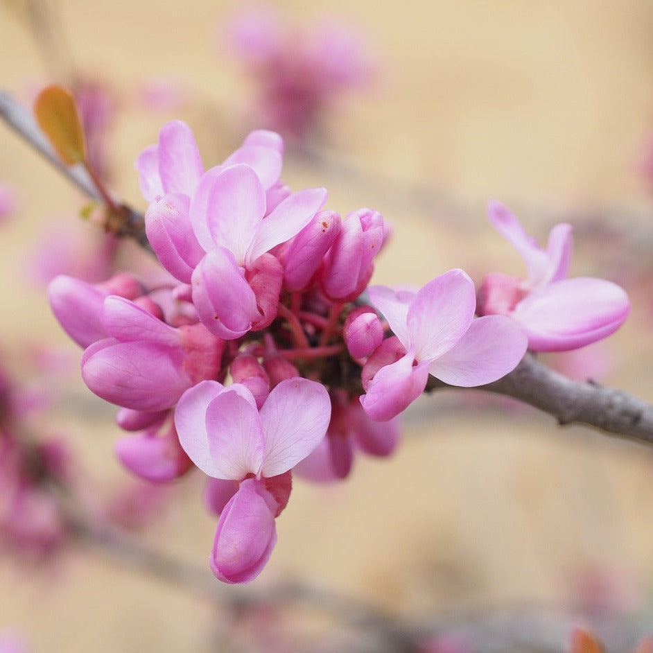 Cercis Avondale - Arbre de Judée