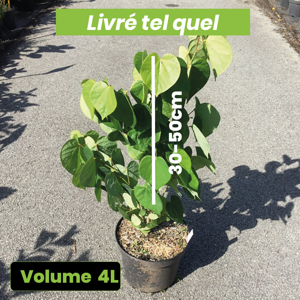 Cercis Avondale - Arbre de Judée - Volume 4L / 30-50cm